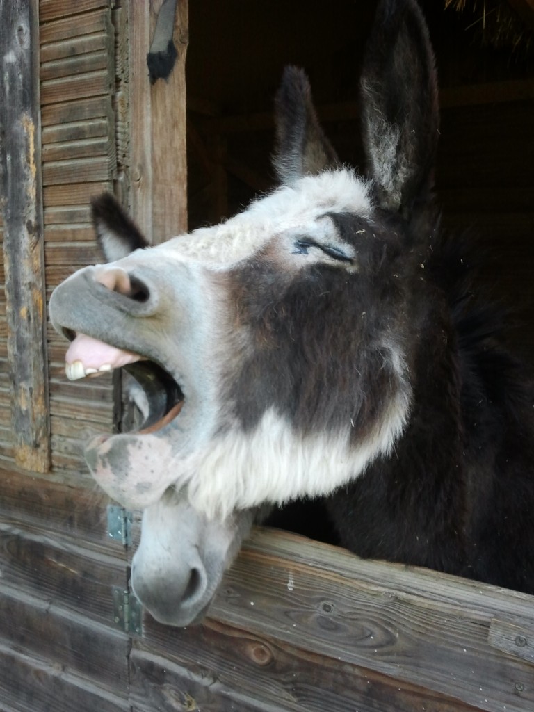 Elle appelle ses cavaliers