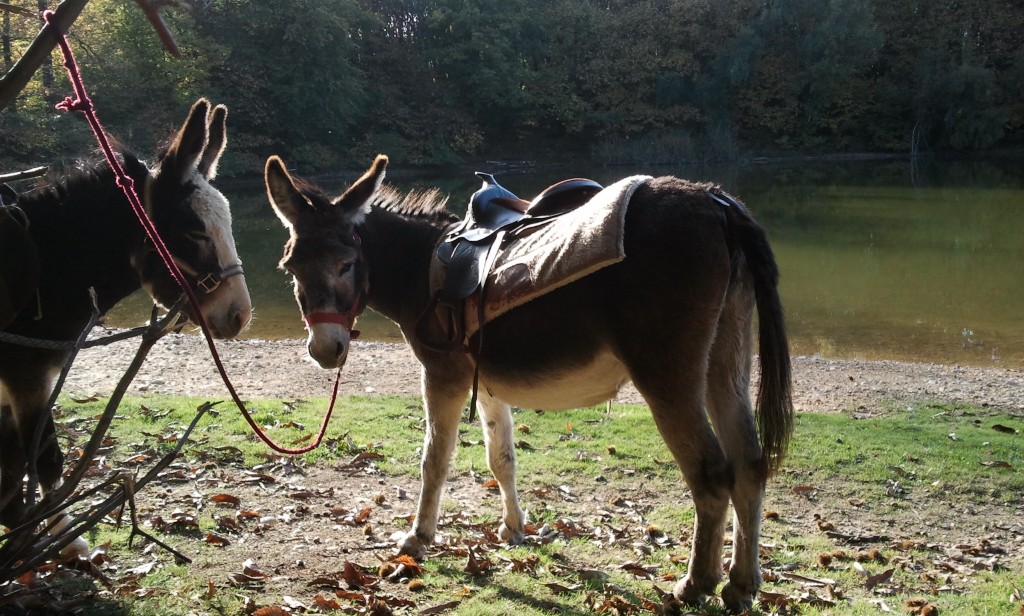 Pause au bord de l'étang
